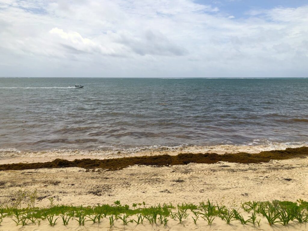 Beach with a little bit of seaweed and a boat