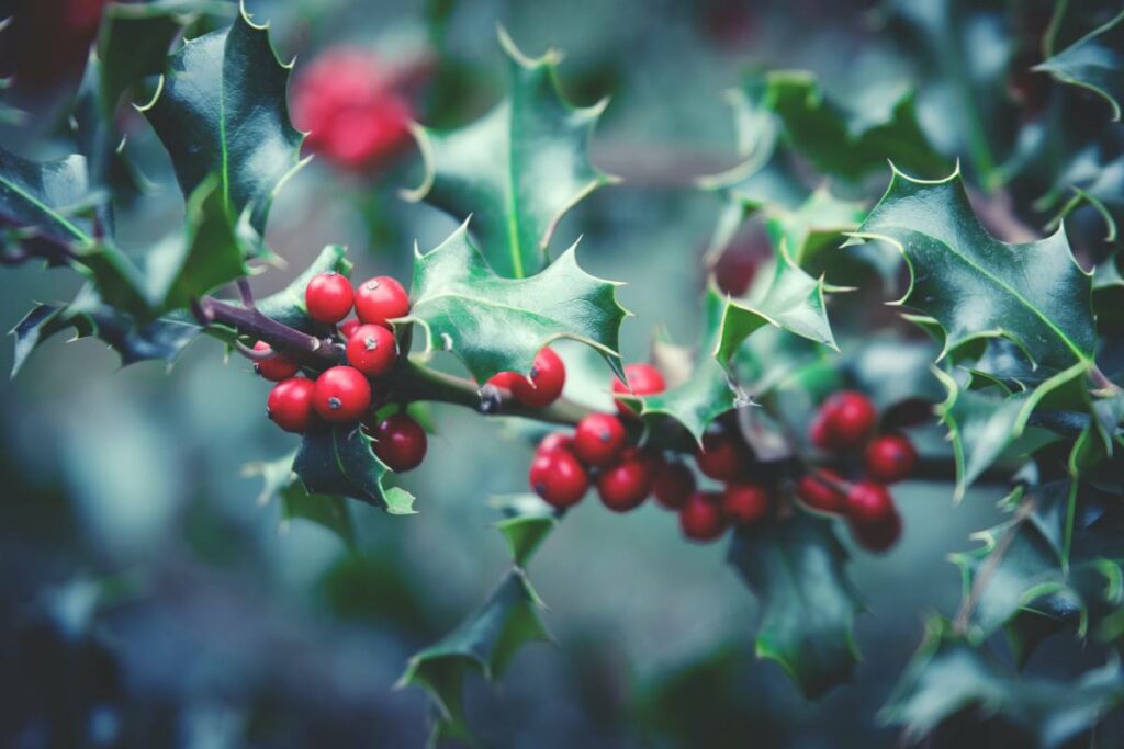 a pic of a mistletoe branch