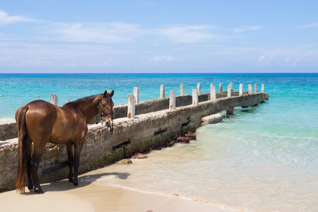 A horse on a beautiful caribbean beach in negril